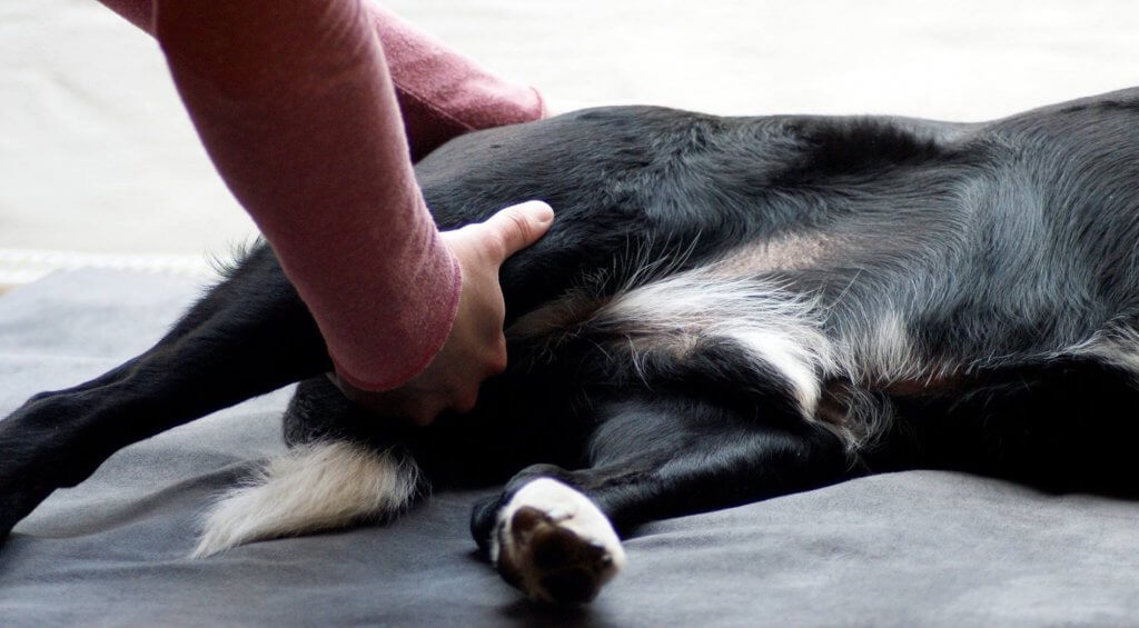 Physiotherapie Hundephysiotherapie Lebensfreude